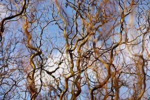 ramas desnudas de un árbol rizado sobre un fondo de cielo azul con nubes. enfoque selectivo foto