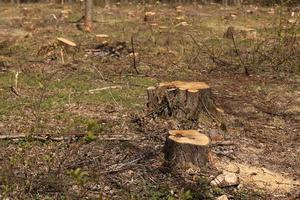 tocón de un árbol cortado. explotación forestal de pinos en un día soleado. la sobreexplotación conduce a la deforestación que pone en peligro el medio ambiente y la sostenibilidad. deforestación, enfoque selectivo foto