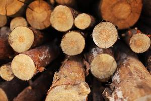 Stack of cut pine tree logs in a forest. Wood logs, timber logging, industrial destruction, forests Are Disappearing, illegal logging. selective focus. photo