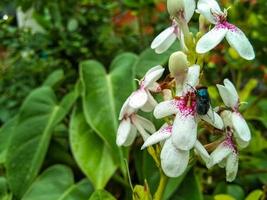 flor de jazmín japonés o flor de pseuderanthemum dorado, pseuderanthemum reticulatum con moscas verdes encaramadas foto