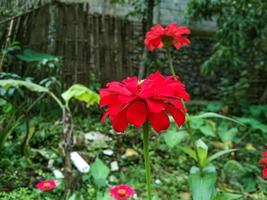 The red Common Zinnia or Zinnia blooms beautifully photo