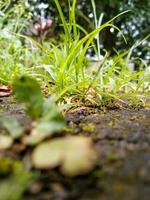 weeds that grow between the paving blocks are taken at a low angle photo