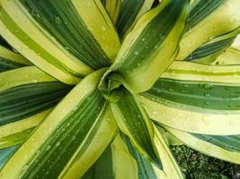 beautiful Dracaena fragrans leave with drops of morning dew photo