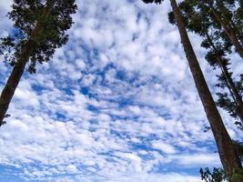 blue and cloudy sky taken with low angle between Agathis dammara trees photo
