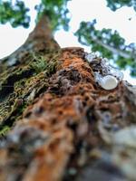 primer plano de la savia del agathis dammara o árbol de damar foto