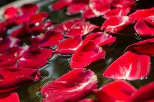 The red rose petal is floating on water photo