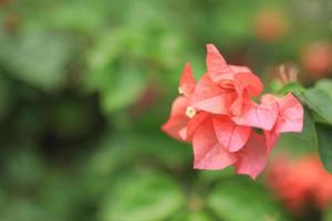 Beautiful flower field in the garden with blurry background photo