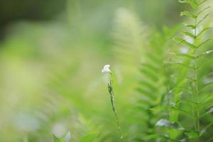 Beautiful flower field in the garden with blurry background photo