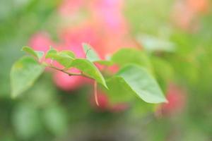 Beautiful flower field in the garden with blurry background photo