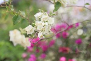 hermoso campo de flores en el jardín con fondo borroso foto