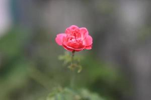 Beautiful flower field in the garden with blurry background photo