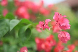 hermoso campo de flores en el jardín con fondo borroso foto