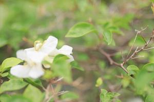 hermoso campo de flores en el jardín con fondo borroso foto