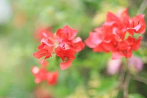 hermoso campo de flores en el jardín con fondo borroso foto