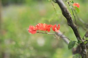 hermoso campo de flores en el jardín con fondo borroso foto