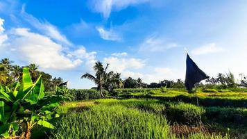 Rice field under the Blue Sky photo