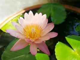 Beautiful pink lotus flower blooming. photo