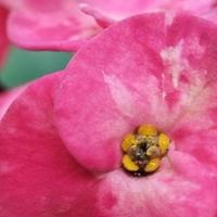 Euphorbia Flowers in the garden photo