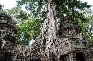 Ta Prohm temple ruins hidden in jungles, Siem Riep, Cambodia photo