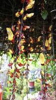 Yellow and red Indian Clock Vine or Thunbergia mysorensis or Clock Vine flower dangling down and the plant can form into a nice shady roof in the garden. photo