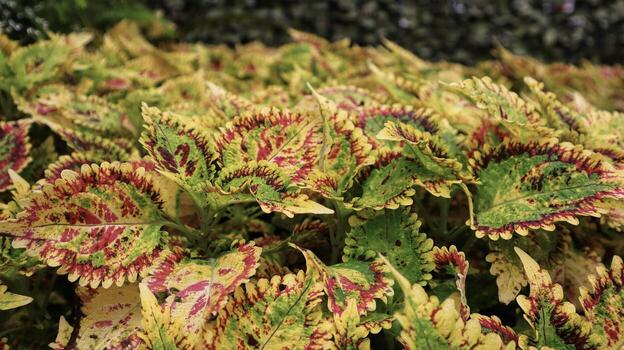papel tapiz o fondo de coleo de jardín abigarrado con hojas verdes y rojas. foto