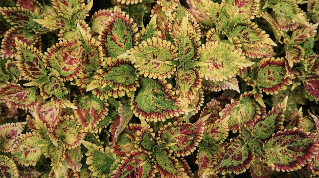 papel tapiz o fondo de coleo de jardín abigarrado con hojas verdes y rojas. foto