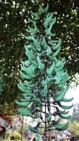 Strongylodon Macrobotrys or Green Ants on a Jade Vine hanging under the roof of the vine. photo