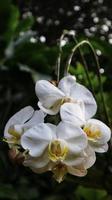 White Orchid Phalaenopsis branch Cascade at the tree. photo