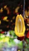 vid de reloj india amarilla y roja o thunbergia mysorensis o flor de vid de reloj colgando y la planta puede formar un bonito techo sombreado en el jardín. foto