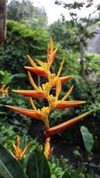 Yellow orange Heliconia psittacorum flower blooming like his nickname bird paradise. photo