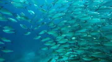 group of fish or school of fish at the ocean swimming in group on blue background photo