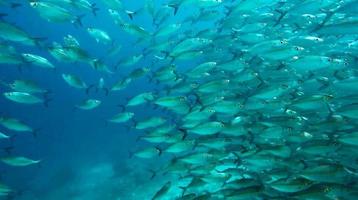 group of fish or school of fish at the ocean swimming in group on blue background photo