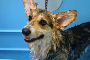 Corgi welsh pembroke with wet fur standing in a bathroom after bathing and washing in grooming salon. Professional hygiene, welness, spa procedures of animals concept. Domestic pet care idea. Close up photo