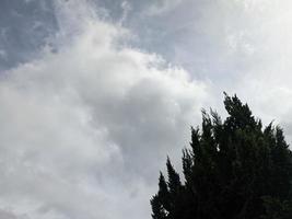 sky with fir trees for text photo