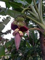 close up banana blossom in banana tree. photo