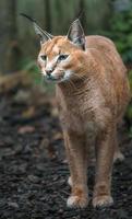 retrato de caracal foto