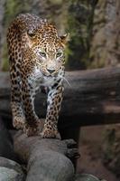 Sri lankan leopard photo