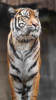 Portrait of Sumatran tiger photo