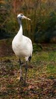 Red crowned crane photo