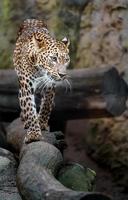 Sri lankan leopard photo