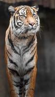 retrato de tigre de sumatra foto
