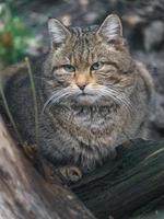 gato salvaje europeo foto