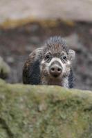 Visayan warty pig photo