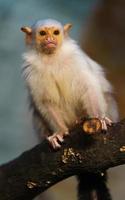 Silvery marmoset on branch photo