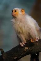 Silvery marmoset on branch photo