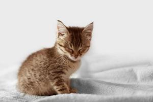 A cute little kitten is sitting with his eyes closed. the cat fell asleep sitting down photo