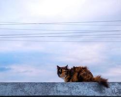 cat tricolor fluffy sits on the roof under the wires against the blue sky. photo