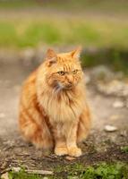 Moody fluffy ginger cat sitting on a path in the garden photo