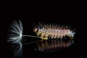 Macrophotography. Caterpillar and dandelion on a black background with reflection. photo