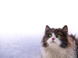 un hermoso gato esponjoso se sienta en la nieve y mira hacia arriba. espacio para texto foto